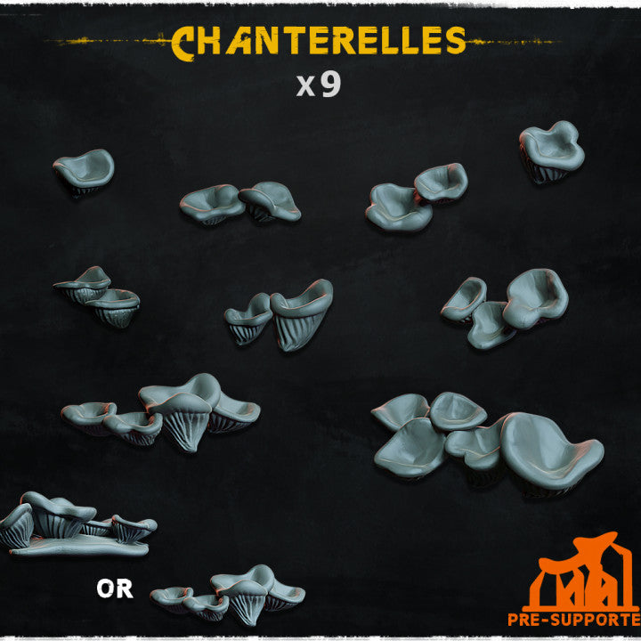 Chanterelles