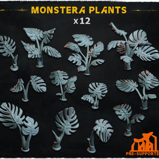 Monstera Plants