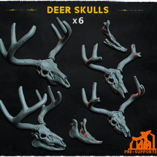 Deer Skulls