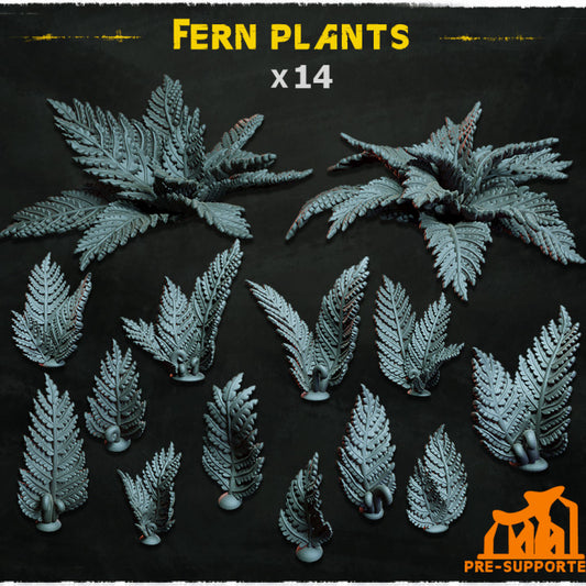 Fern Plants